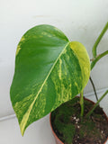 Monstera Aurea Variegata