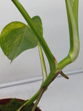 Monstera Aurea Variegata