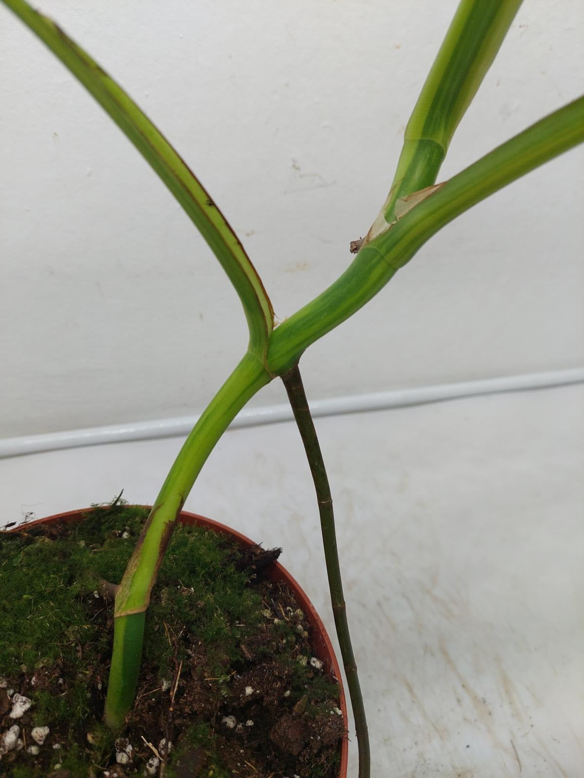 Monstera Aurea Variegata