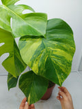 Monstera Aurea Variegata