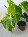 Monstera Aurea Variegata