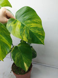 Monstera Aurea Variegata