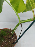 Monstera Aurea Variegata