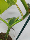 Monstera Aurea Variegata