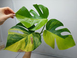 Monstera Aurea Steckling