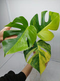 Monstera Aurea Steckling