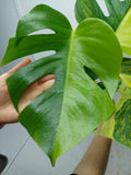 Monstera Aurea Steckling