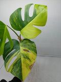 Monstera Aurea Steckling