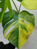 Monstera Aurea Steckling