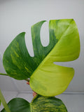 Monstera Aurea Steckling