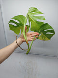 Monstera Aurea Steckling