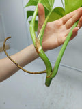 Monstera Aurea Steckling