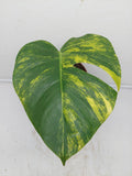 Monstera Aurea Steckling