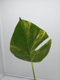 Monstera Aurea Steckling