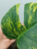 Monstera Aurea Steckling