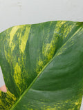 Monstera Aurea Steckling