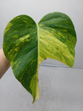 Monstera Aurea Steckling