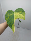 Monstera Aurea Steckling