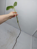 Monstera Aurea Steckling