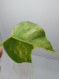 Monstera Aurea Steckling