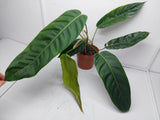 Philodendron Patriciae