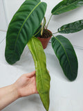 Philodendron Patriciae