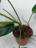 Philodendron Patriciae