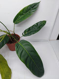 Philodendron Patriciae