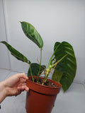 Philodendron Patriciae