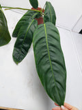 Philodendron Patriciae