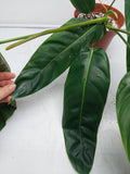 Philodendron Patriciae