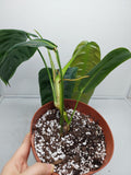 Philodendron Patriciae