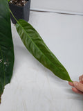 Philodendron Patriciae