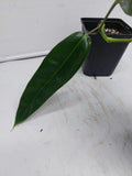 Philodendron Patriciae