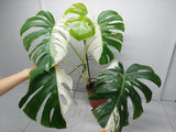 Monstera Variegata Adult