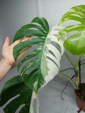 Monstera Variegata Adult