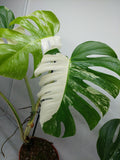 Monstera Variegata Adult