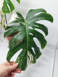 Monstera Variegata Adult