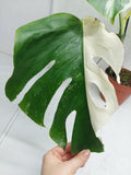 Monstera Variegata Adult