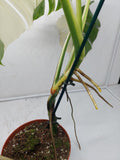 Monstera Variegata Adult