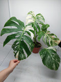 Monstera Variegata Adult