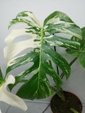 Monstera Variegata Adult