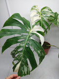 Monstera Variegata Adult