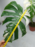 Monstera Variegata Adult