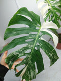 Monstera Variegata Adult