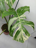 Monstera Variegata Adult