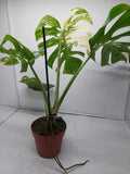 Monstera Variegata Adult