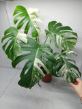 Monstera Variegata Adult