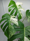 Monstera Variegata Adult