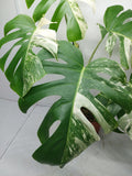 Monstera Variegata Adult